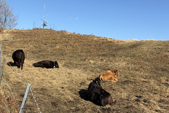 Nishibaru Pasture Cooperative Association